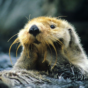 Meet your Posher, Bella